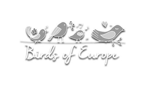 Birds Logo